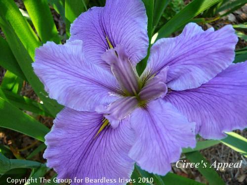 Circe's Appeal (0)
